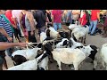 FEIRA DE ANIMAIS DE ITABAIANA-PB DISTRITO CARIATÁ 14/06/2026