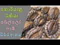 කොරියානු රැකියා / බෙල්ලෝ ෆාම් - ධීවර අංශය