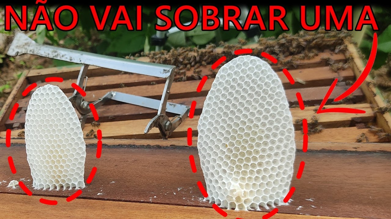 16 ERROS QUE FAZEM AS ABELHAS ABANDONAR A COLMEIA E ENXAMEAR (CERTEZA QUE VÃO EMBORA)