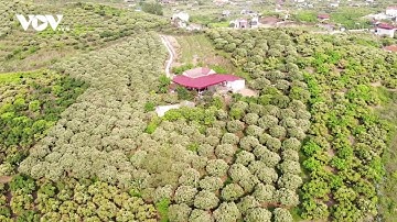 Lạc vào vườn hoa vải đẹp mê hồn ở Bắc Giang