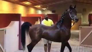 What is the secret of the beauty of Arabian horses!!!
