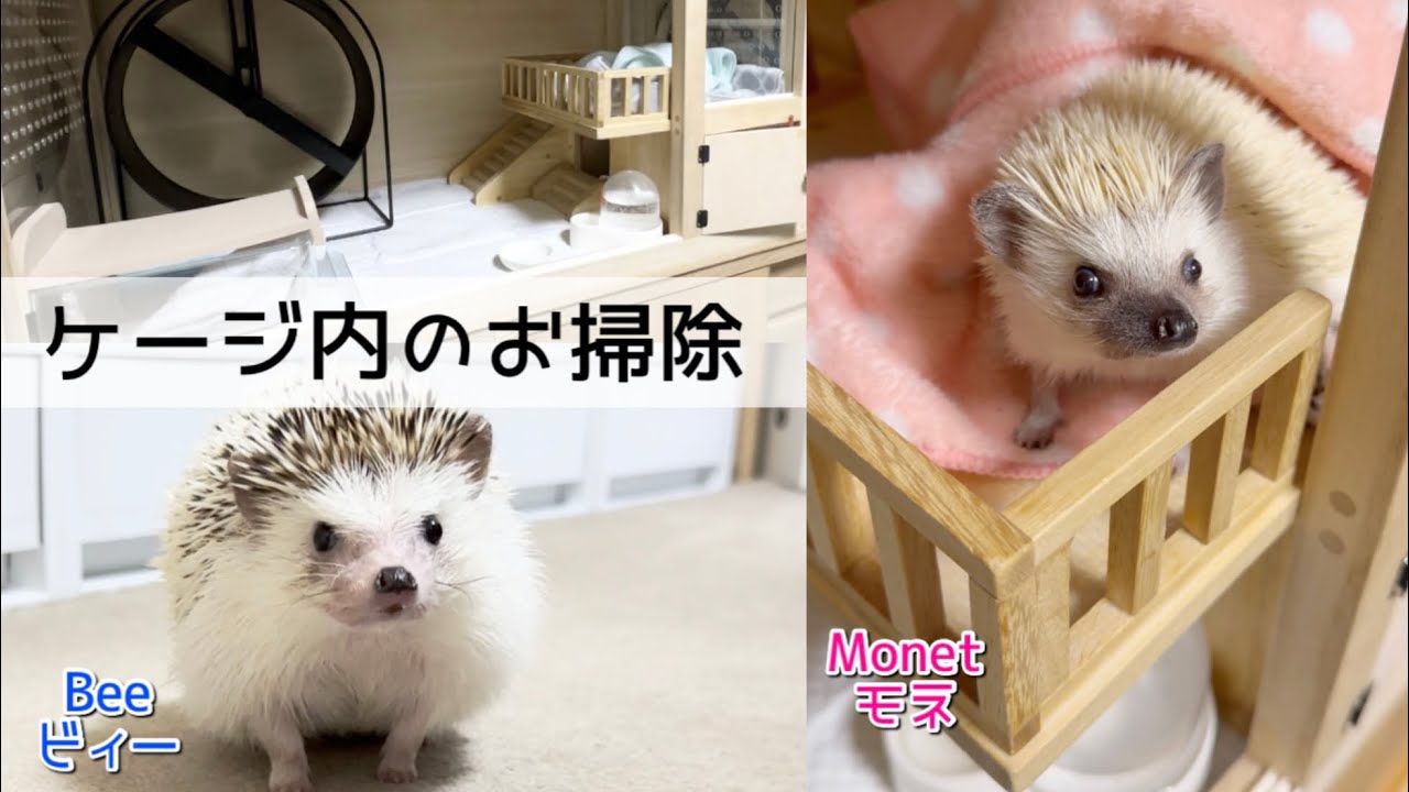 ハリネズミ ケージ ハリネズミケージ掃除 : 朝のルーティンMorning Routine: Cleaning