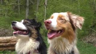 Dog Walk with Miley and Ruby - Aussie Dog TV by Miley Der Shepherd 3,354 views 4 years ago 2 minutes, 33 seconds