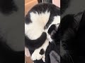 寝子の寝言