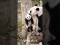 The adorable panda heals all unhappiness 🐼 #panda #cute #trending #viral #babypanda