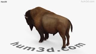 American Bison (Buffalo) 3D model by 3DModels.org