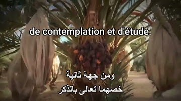 فلينظر الإنسان الى طعامه… تأويل سورة عبس ( الجزء الرابع )