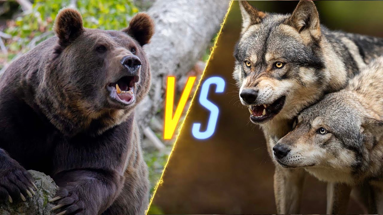 wolf vs bear fight