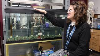 Trout in the Classroom