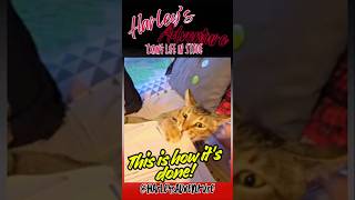 When the Cat Thinks HE is Tech Support @HarleysAdventure  #cat #printerproblems #wifi