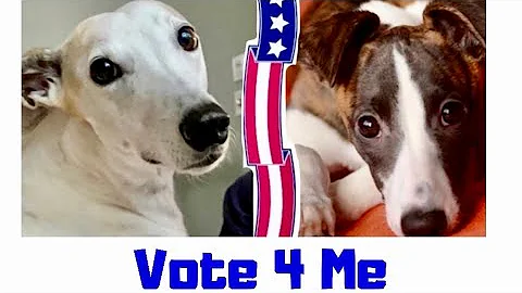 Greyhound Vs. Whippet [Vote Now!] #shorts
