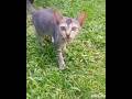 Kucing Ini masih Anak Gadis #cat #Shorts