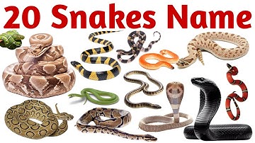 20 Snake Names for Kids | Learn Snake Species in English with Pictures, Facts & Fun Sounds