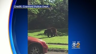 Black Bear Tranquilized After Roaming Around Two NJ Towns