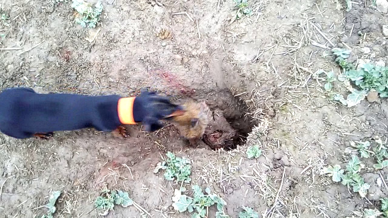 Такса Адель витягує лиса Hunting Fox Badger Hole dachshund, jamnik