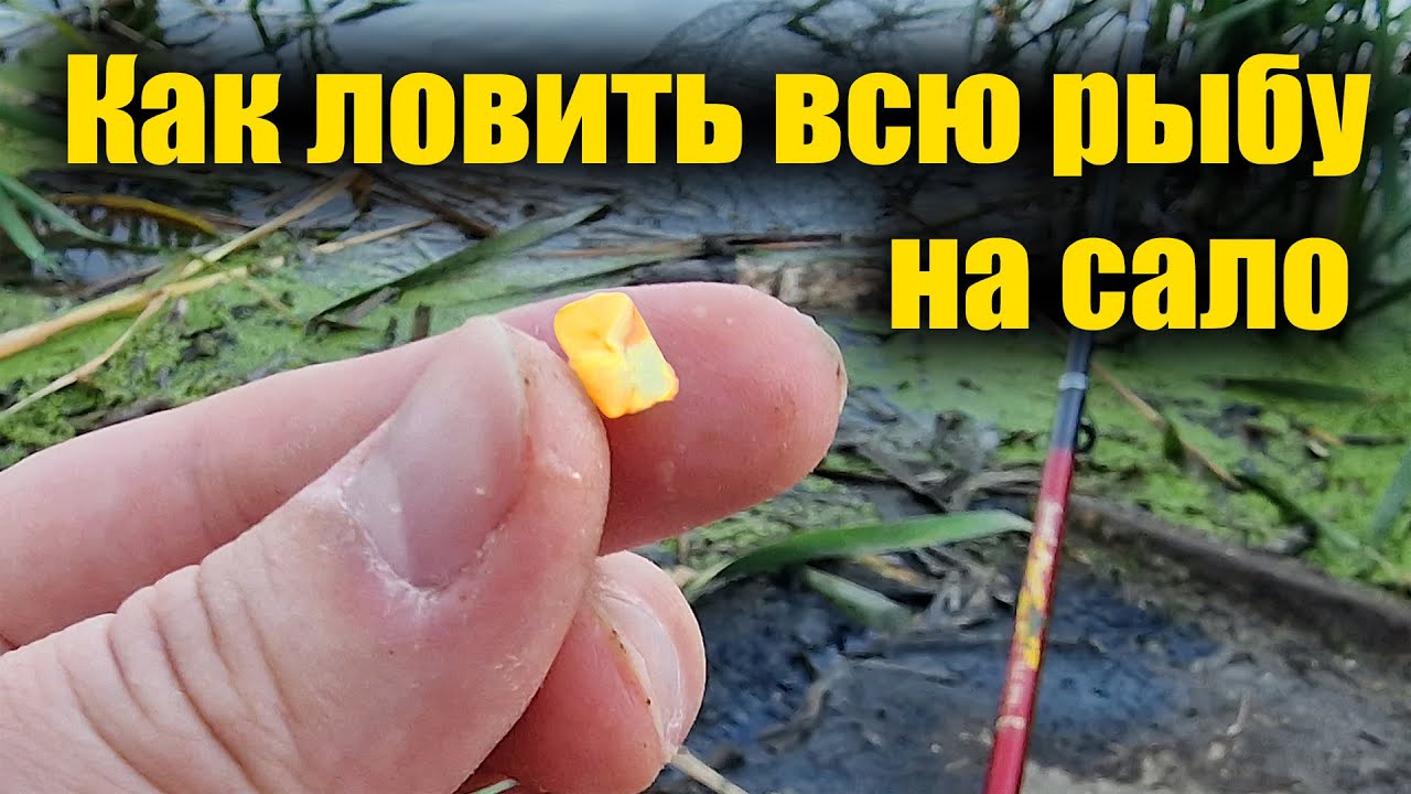 Лови сале. Ловля на сало. Ловля рыбы на сало. Карась на сало. Видео ловля рыбы на сало.