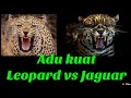 Perbedaan leopard dengan jaguar #macantutul #leopard #jaguar