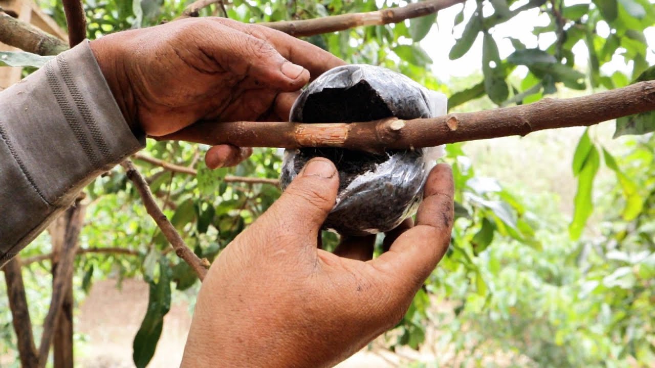 Media terbaik untuk cangkok Kelengkeng #adyrajalengkeng #lengkeng #itohsuper #newkristal