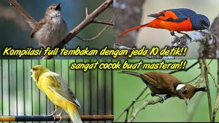 KOMPILASI SUARA MASTERAN FULL SUARA KASAR TEMBAKAN CILILIN,MANTENAN,KENARI DAN CIGUN..