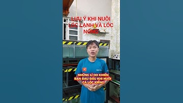 Tại sao cá lóc kiểng lại khó nuôi đối với người mới chơi lần đầu | Cá cảnh An An #cacanhan #channa