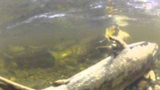 Salmon in the Goldstream River - Circuit by Doug Galbraith