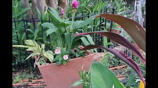 Garden With Me | Gardening In Dapple Shade With A Tropical Flair Update