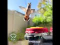 Sips and Runs #shotoniphone #hummingbird #birds