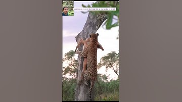 linh cẩu và sư tử cướp thức ăn của báo hoa và cái kết #thegioidongvat #shortvideo #shorts