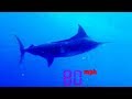 Makaire noir  le poisson le plus rapide de la plante  ultimate killers  bbc earth