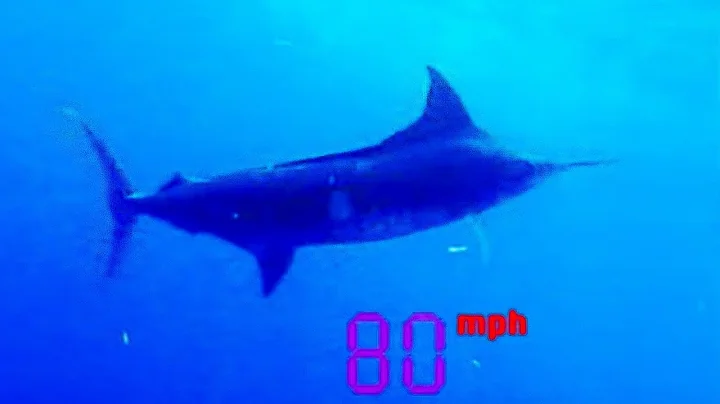 Black Marlin: The Fastest Fish on the Planet  | Ul...