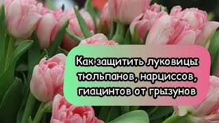 Как защитить луковицы тюльпанов, нарциссов, гиацинтов от грызунов