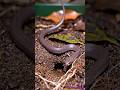 POV: Blind Snake Camera Goes Underground | Real Subterranean World Revealed