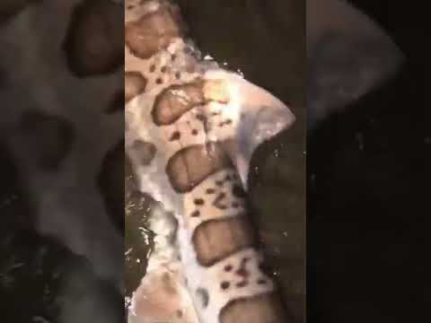 STATE RECORD* Leopard