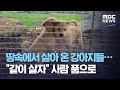 땅속에서 살아 온 강아지들…"같이 살자" 사람 품으로 (2020.08.13/뉴스데스크/MBC)