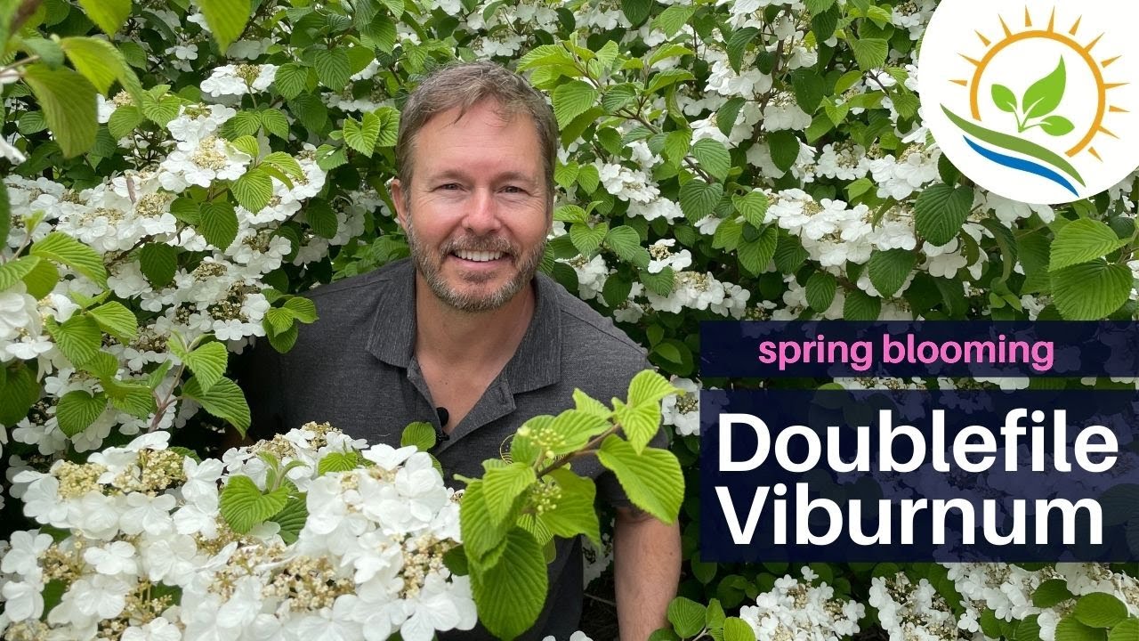 Spring Blooming Doublefile Viburnum | Plant Spotlight