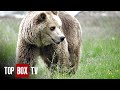 Rescuing Fourteen Bears From Depressing and Dangerous Conditions - Wild Animal Rescue