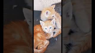 Adorable Blue Eyes Gatito Naranja De Ojos Azules 子猫