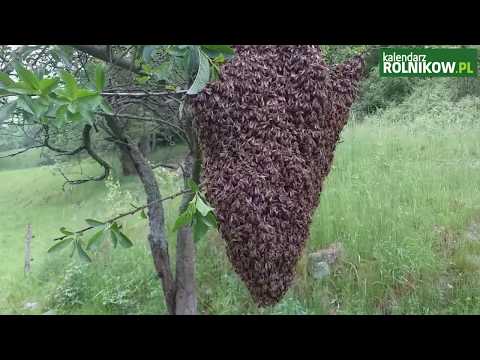 Wideo: Jak Złapać Rój Pszczół