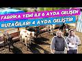 Fabrika Yemi İle 6 Ayda Gelişen Buzağıları 4 Ayda Geliştir