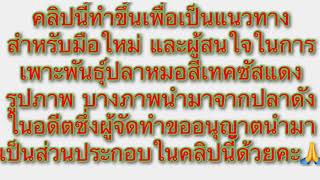 ปลาหมอสีเทคซัสแดง การเพาะพันธุ์เทคซัสแดง คลิปที่1