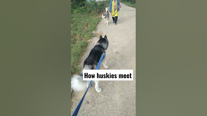 Cute Siberian husky meets big wolf dog  #viral #shorts