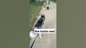Cute Siberian Husky Meets Big Wolf Dog Viral Shorts 