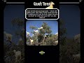 Morocco’s Tree-Goat Glitch #animalfacts
