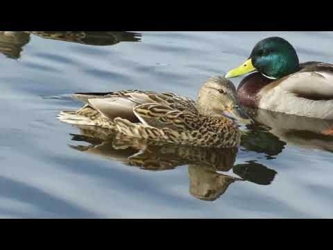 Утки громко крякают схема. Плавает как утка крякает как утка. Утки в забайкальском крае. Как крякают утки. Селезень аргентинской утки.