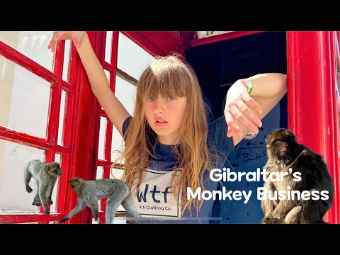 Gibraltar’s Monkey Business?