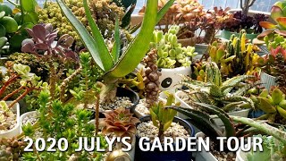 2020 July's Garden Tour Succulents