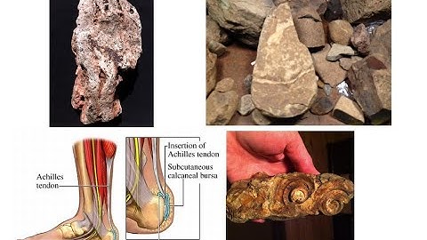 New "Humanish" Species Discovered Called "Notoe" Mudfossils and Some are From Giant Humans