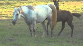 Three Month Old Foal, Danny, Meets the Rest of the Herd