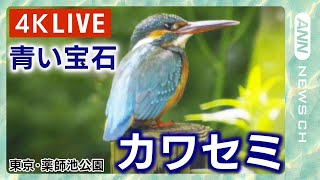 【4K LIVE】“青い宝石” 清流の鳥「カワセミ」4K映像でライブ配信 東京･町田市 薬師池公園/Live Birdwatching: Kingfishers (2024年5月15日)ANN/テレ朝｜ANNnewsCH