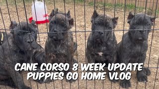 Cane Corso Puppies 8 week update. Pups go home. Transportation Nightmare.